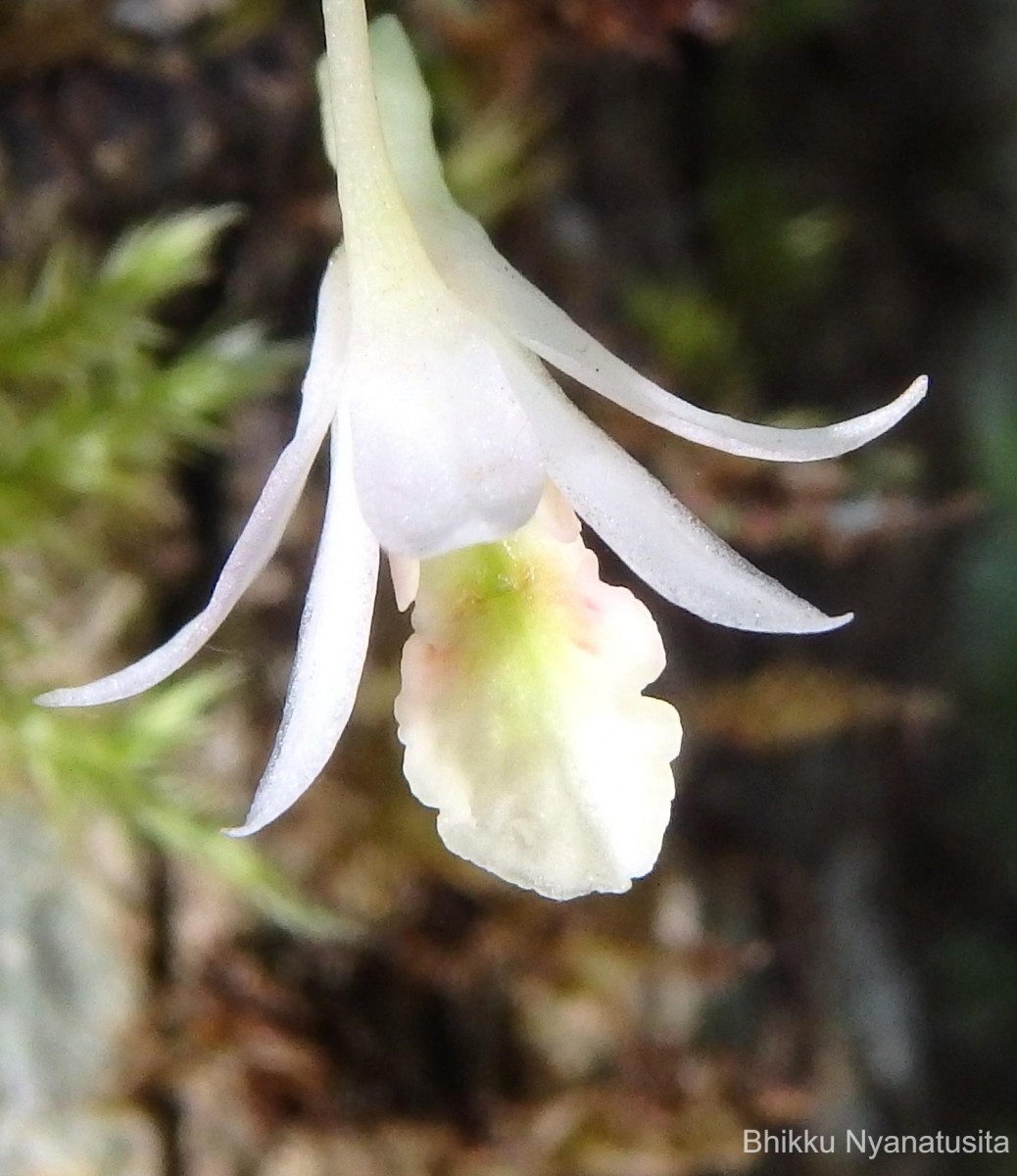 Dendrobium panduratum subsp. panduratum Lindl.